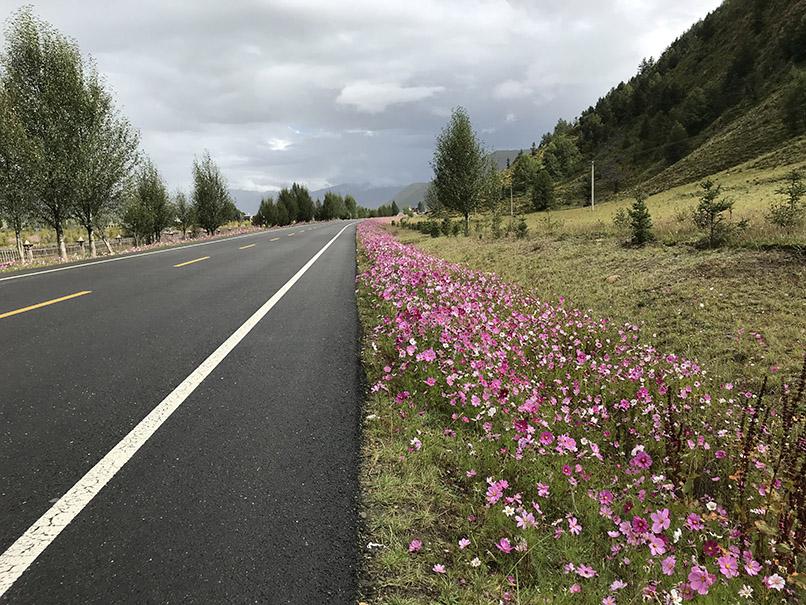 理亚路边坡花草绿化2.JPG